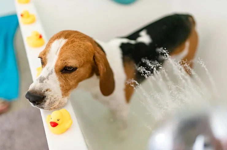 Pommeau de douche pour animaux avec jet doux réglable pour laver les chiens
